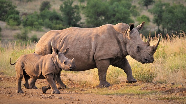 South Africa: The largest domestic rhino farm puts itself up for sale